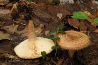 Image of Lactarius dispersus