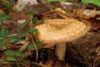 Lactarius dispersus image