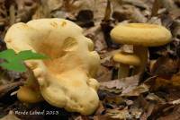 Lactarius volemus image