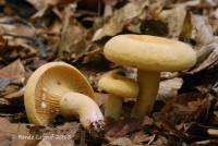 Lactarius volemus image