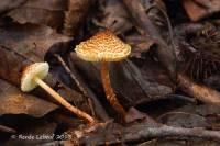 Lepiota castanea image