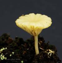 Lichenomphalia umbellifera image