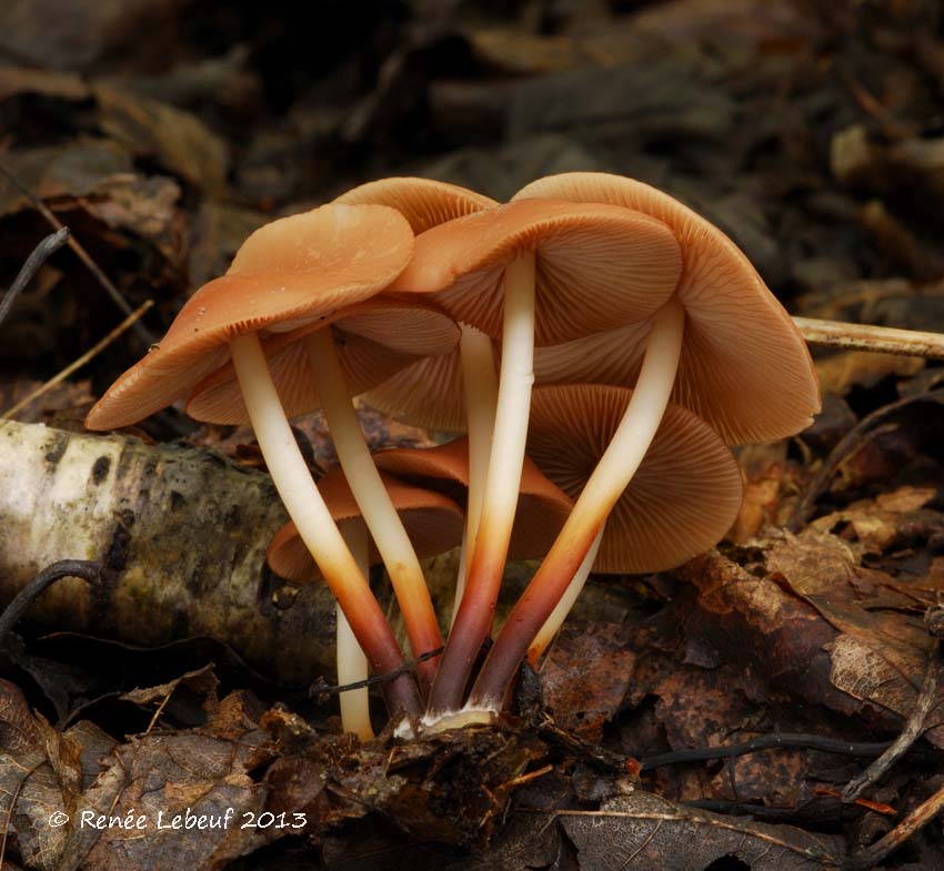 Marasmius cohaerens image