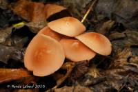 Marasmius cohaerens image