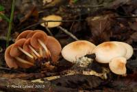 Marasmius cohaerens var. lachnophyllus image