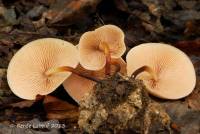 Marasmius cohaerens image