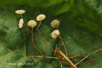 Marasmius curreyi image