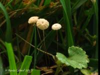 Marasmius curreyi image