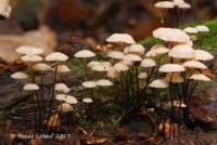 Marasmius rotula image