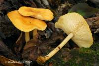 Marasmius strictipes image