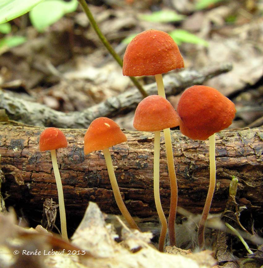 Marasmius sullivantii image