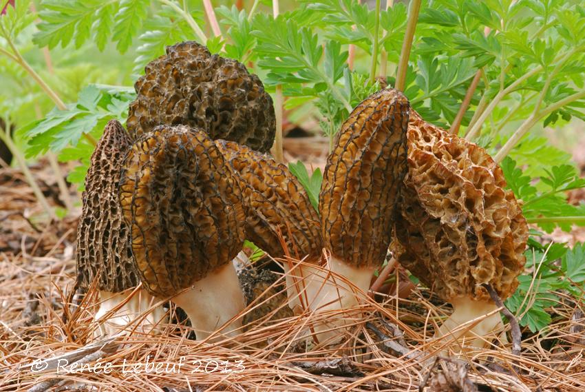 Morchella importuna image