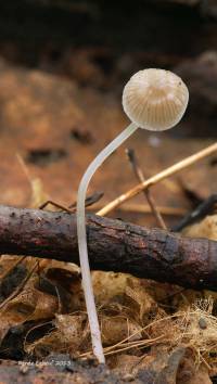 Mycena abramsii image