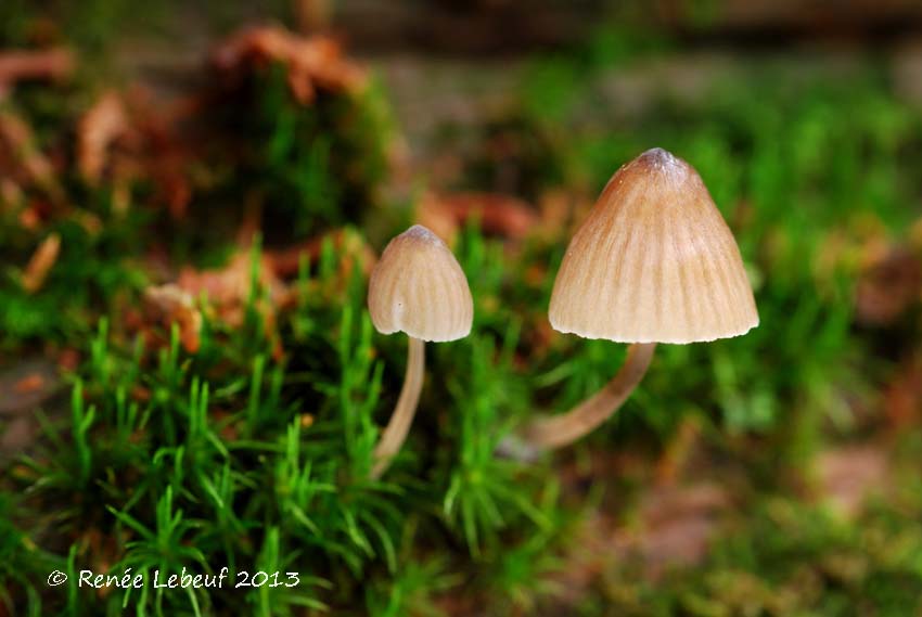 Mycena abramsii image