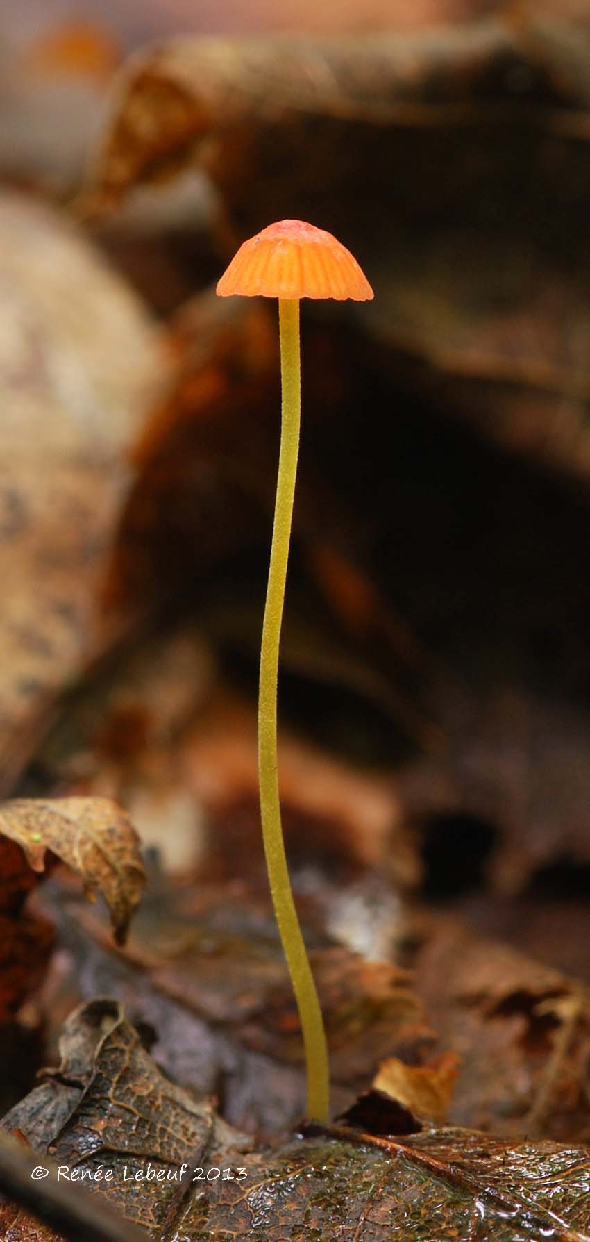 Mycena acicula image