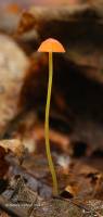 Image of Mycena acicula