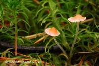 Mycena adonis var. adonis image