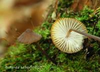 Mycena alcalina image