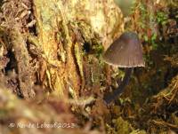 Mycena alcalina image