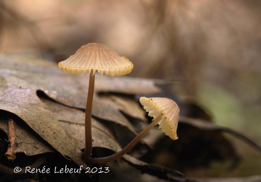 Mycena alcalina image