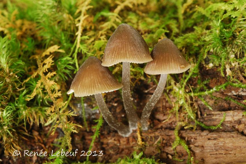 Mycena algeriensis image