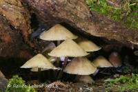 Mycena algeriensis image