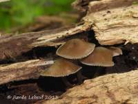 Mycena algeriensis image