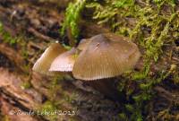 Mycena algeriensis image