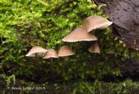 Mycena algeriensis image