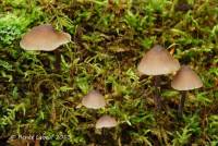 Mycena algeriensis image