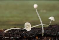 Mycena alphitophora image