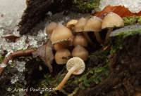 Mycena overholtsii image