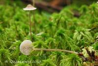 Mycena atroalboides image