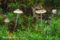 Mycena atroalboides image