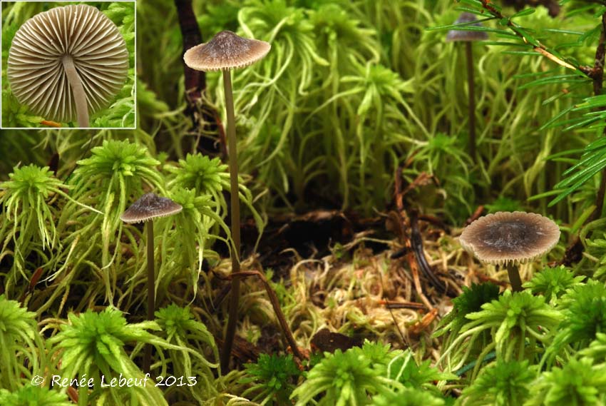 Mycena atroalboides image