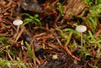 Mycena atroalboides image