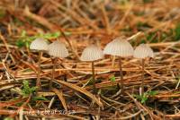 Mycena capillaripes image