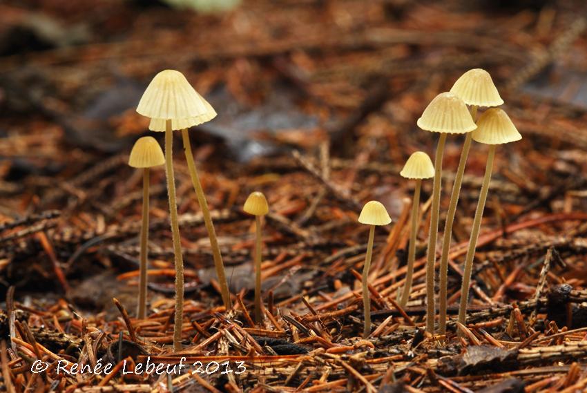 Mycena citrinomarginata image