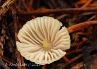 Mycena citrinomarginata image