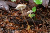 Mycena clavicularis image