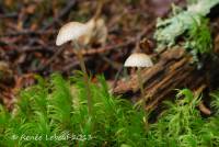 Mycena clavicularis image