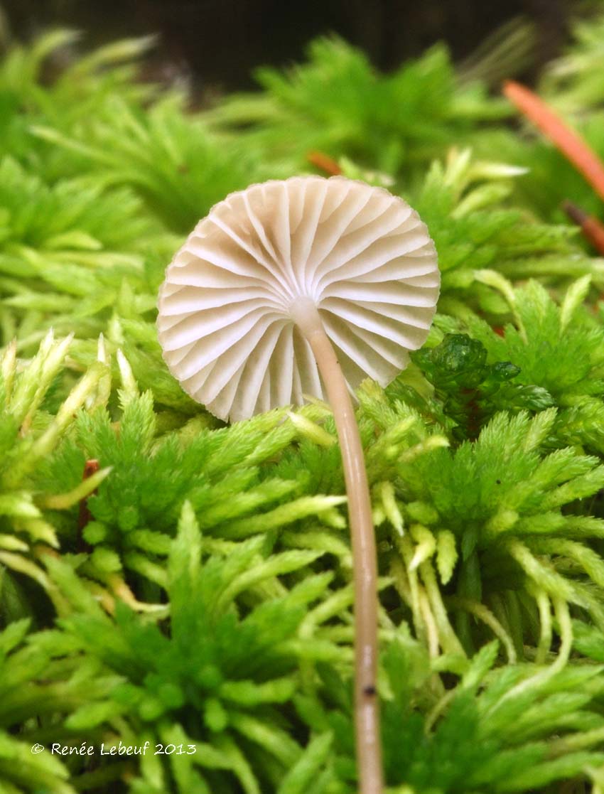 Mycena clavicularis image