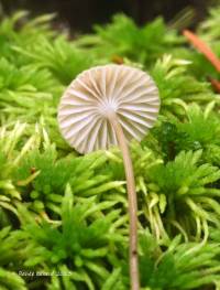 Image of Mycena clavicularis