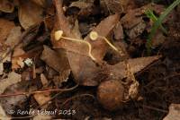 Mycena crocea image