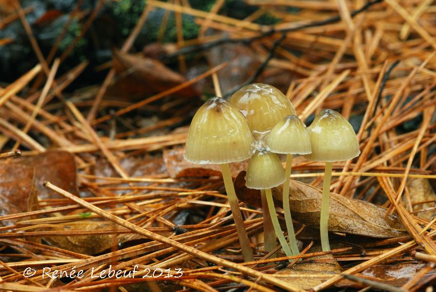 Mycena epipterygia var. epipterigioides image