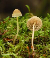 Mycena epipterygia image