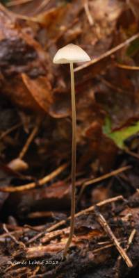 Mycena filopes image