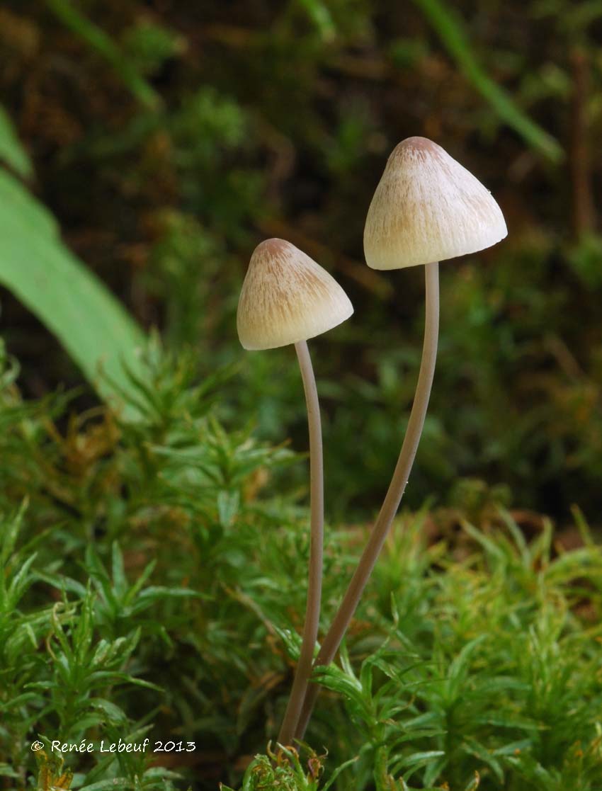 Mycena filopes image