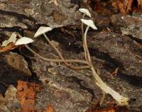 Mycena flavescens image