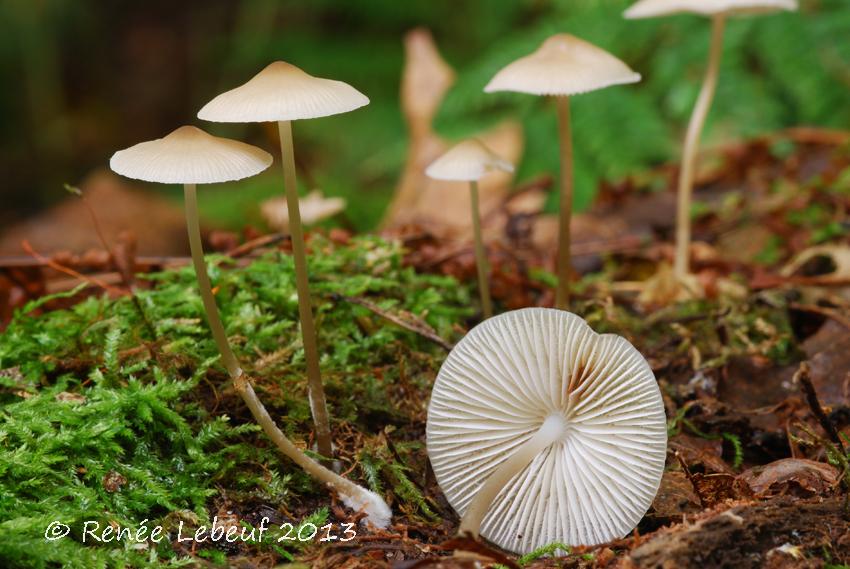 Mycena galericulata image